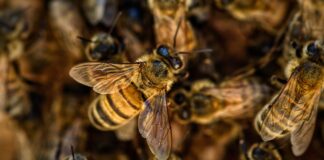 Czy dzika pszczoła ma żądło?