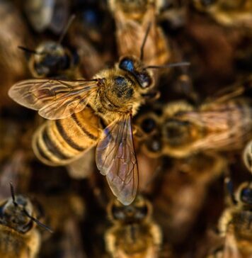 Czy dzika pszczoła ma żądło?