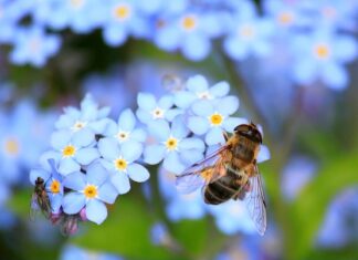 Jak długo żyje pszczoła bez jedzenia?